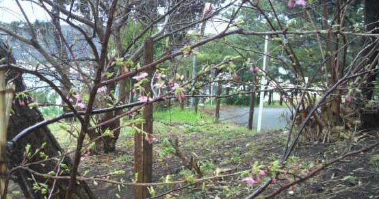 〇文の庭の河津桜です。
